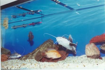 old180gallon4.jpg
