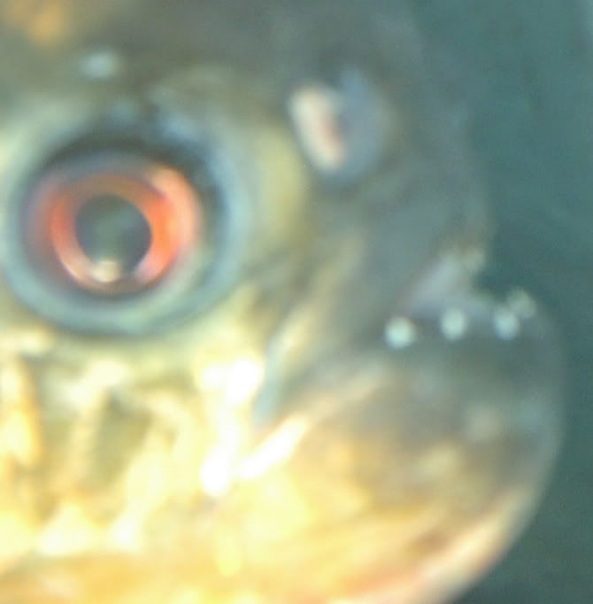 fish3216.jpg