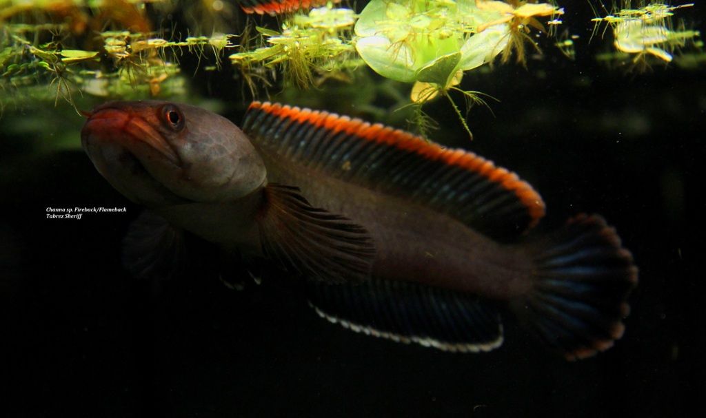 CFlameback-Copy.jpg