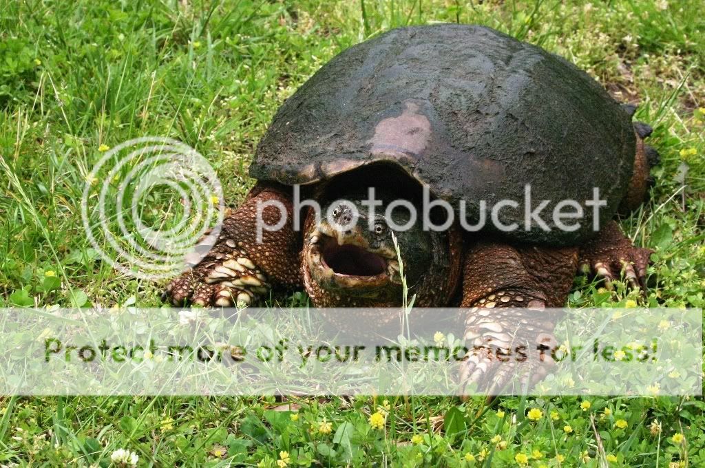 Snapper.jpg