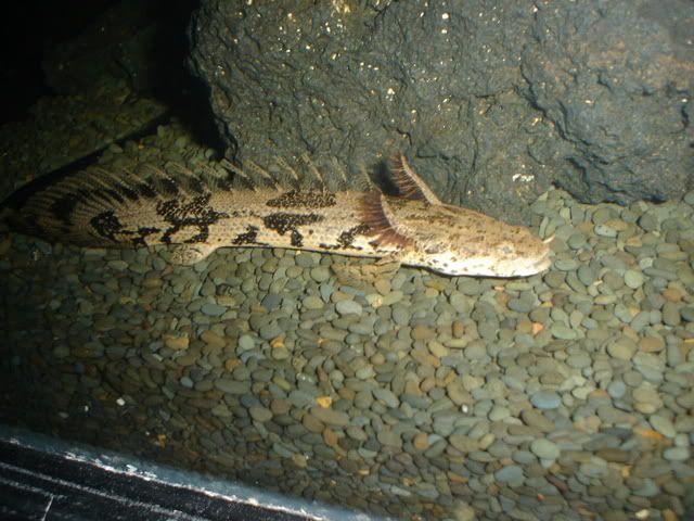 DSC00602.jpg