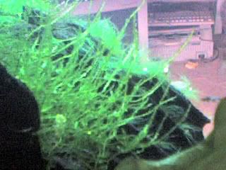 moss.jpg
