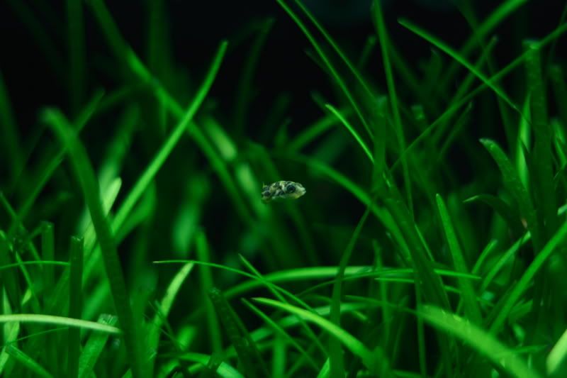 puffer.jpg