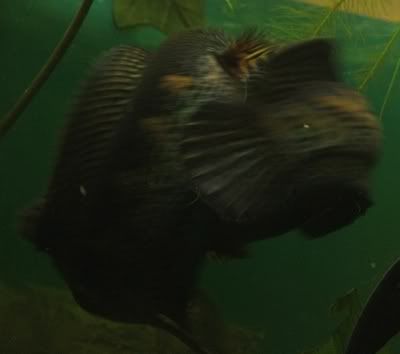 DSCF6599.jpg