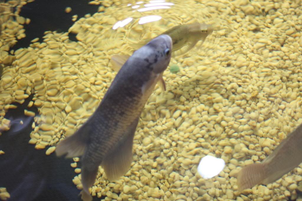 PondorHF100038.jpg