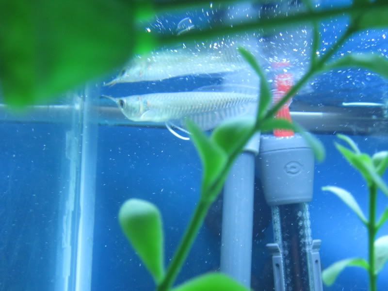 fish101.jpg