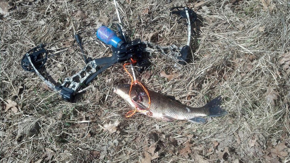 bowsucker_zpsa18ca518.jpg