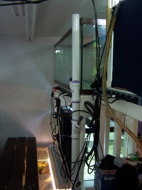 fishwall057.jpg