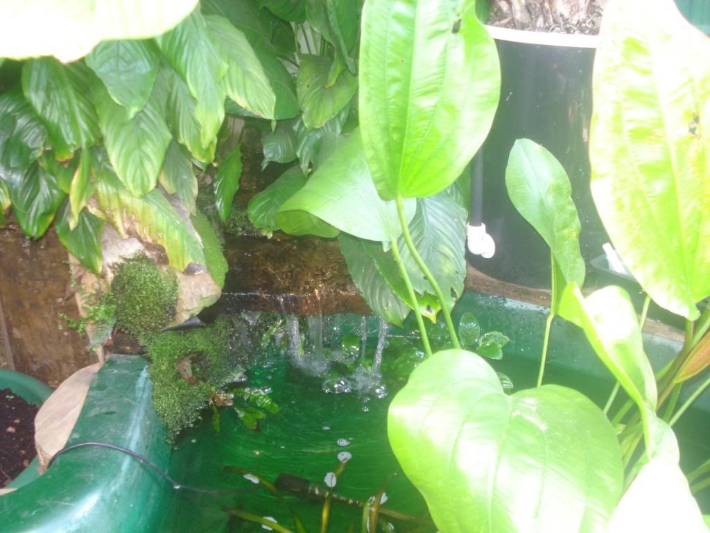 pondtank005.jpg