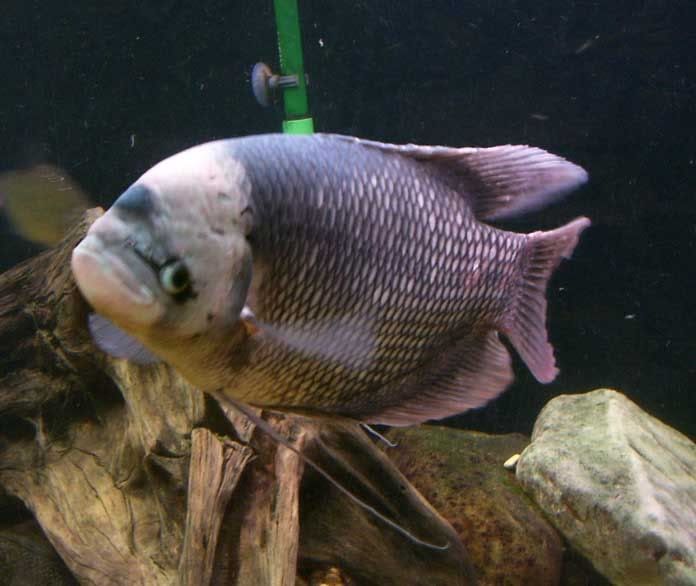 g3.jpg