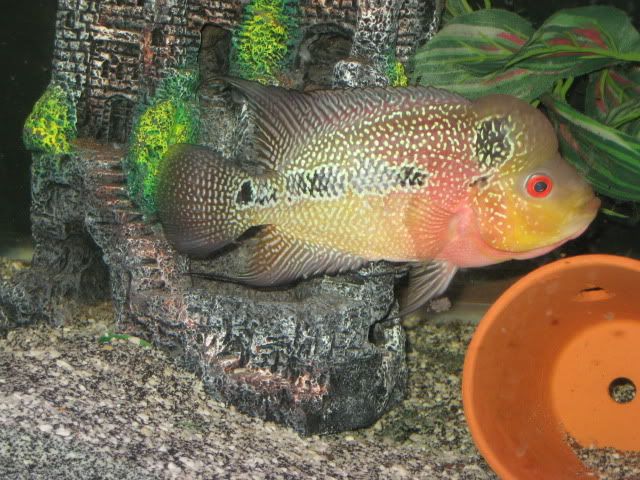 IMG_2006.jpg