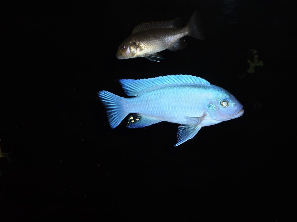 Fish051.jpg
