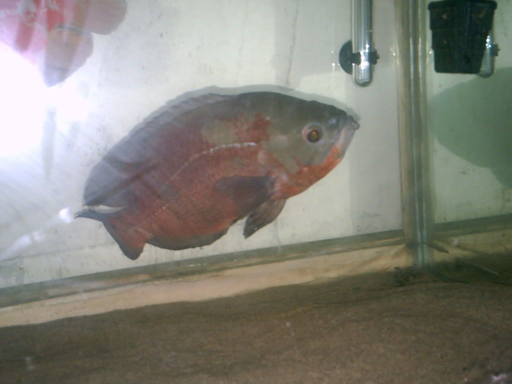 PICT0726.jpg