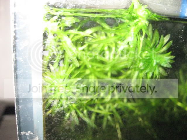 elodea004.jpg