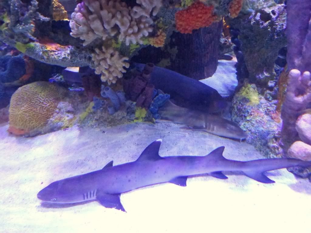 DSC02527.jpg