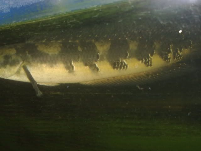26062010775.jpg