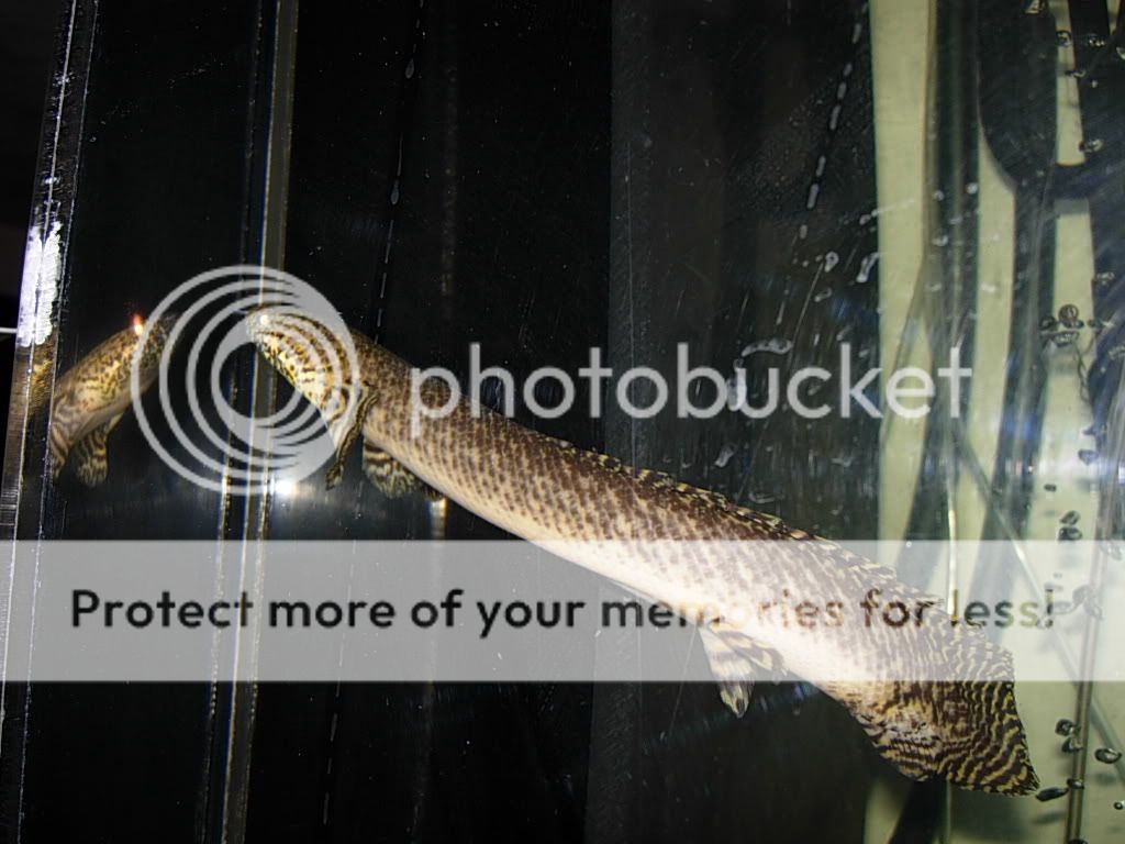 bichirplatinum031.jpg