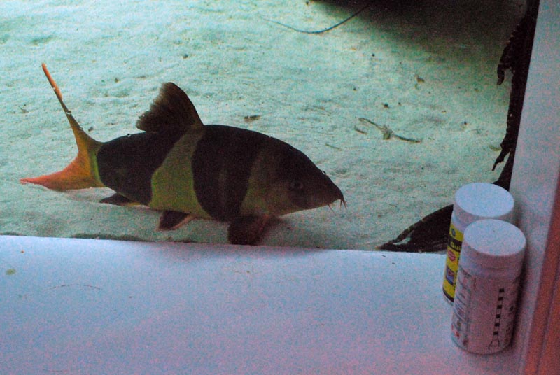 jumbo_loach2.jpg