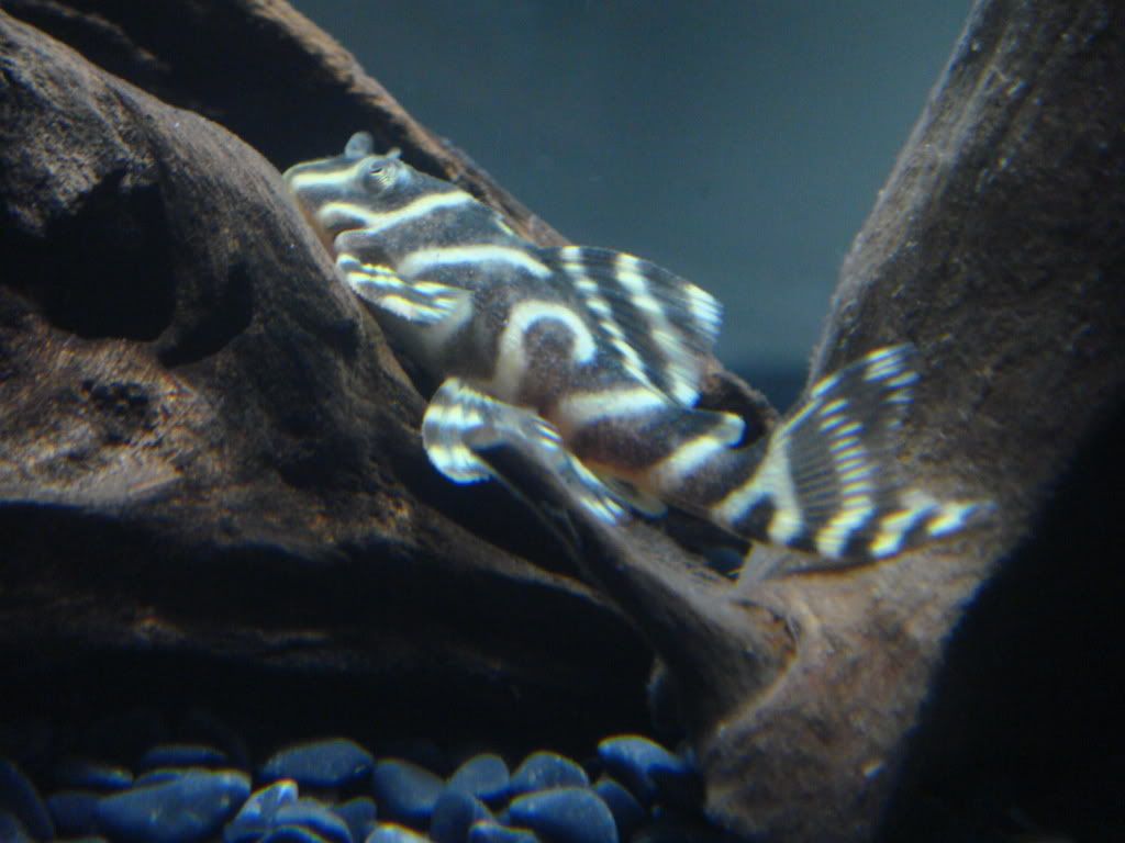 DSC02111.jpg