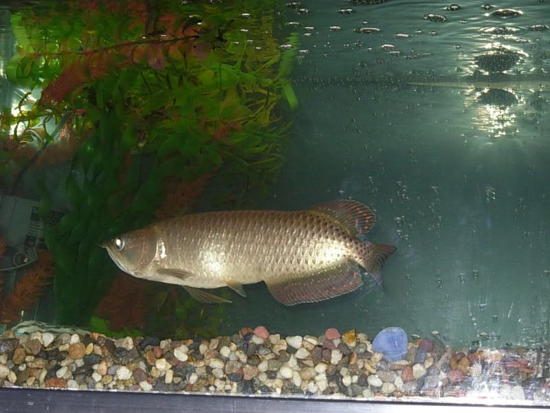 11jardini01.jpg