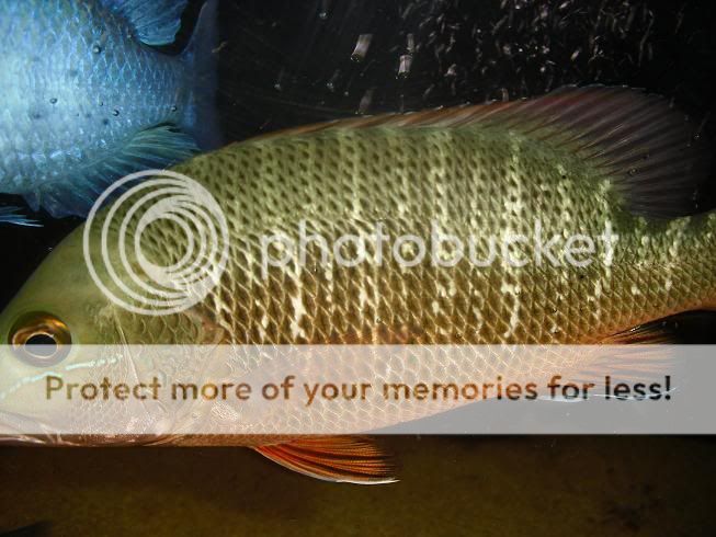 mjay2.jpg