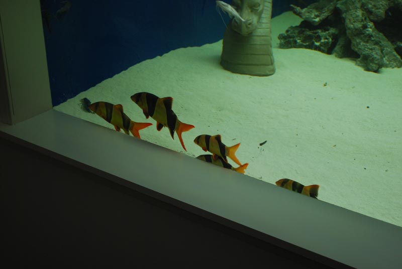 DSC_0242.JPG