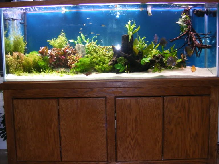 2009_0306tank0011.jpg