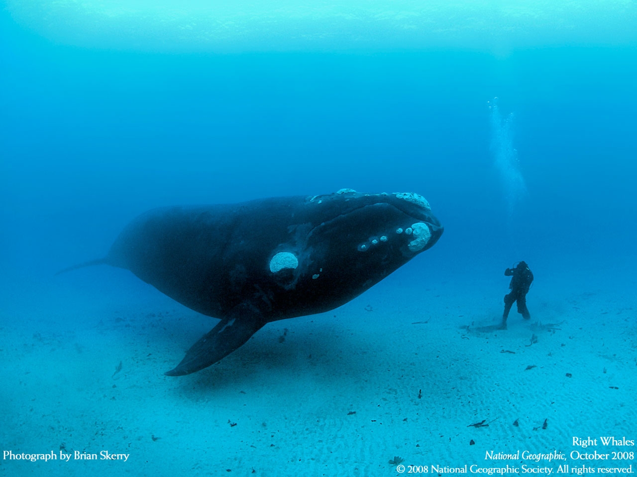 whale-diver-2.jpg
