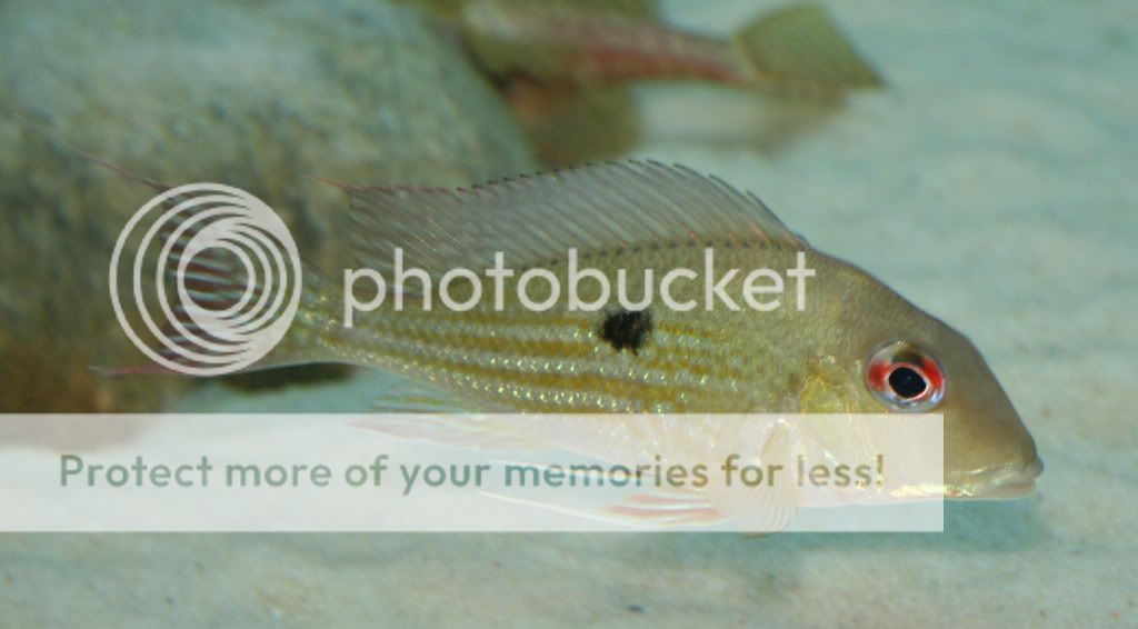 Geophagus_sp_022709_07.jpg