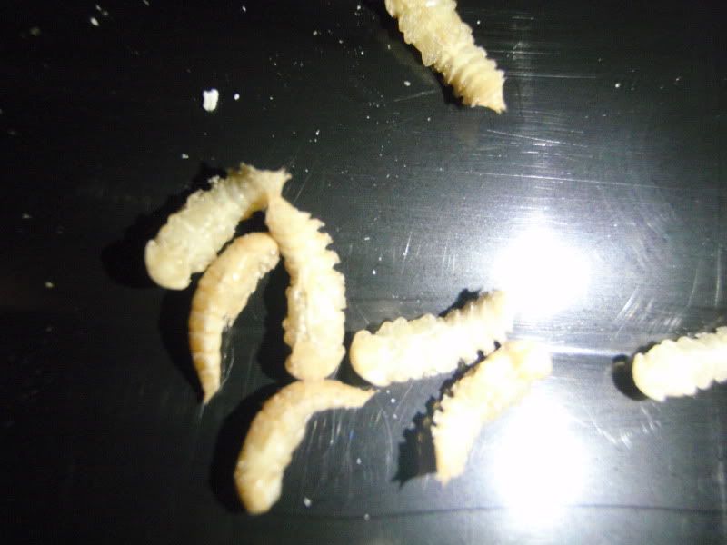 PB276450.jpg