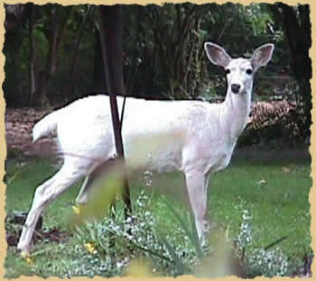 whitedeer.jpg