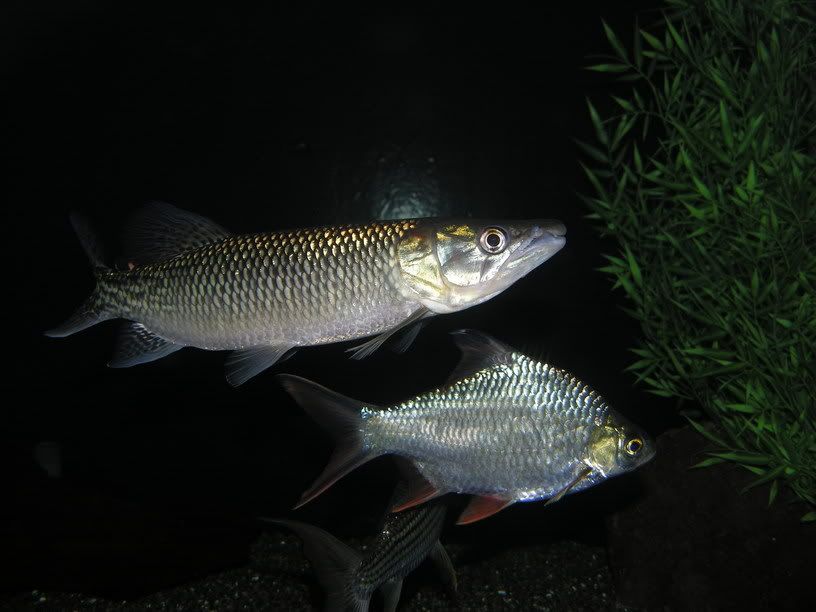 VittsFeb2005001.jpg