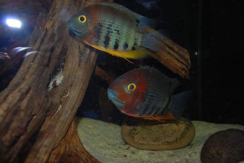 DSC_1054.jpg