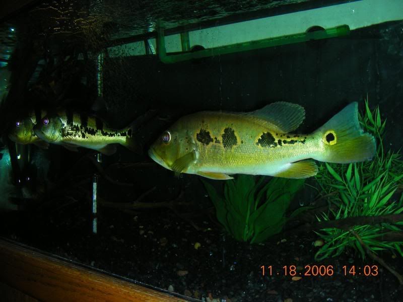 DSCN0988.jpg