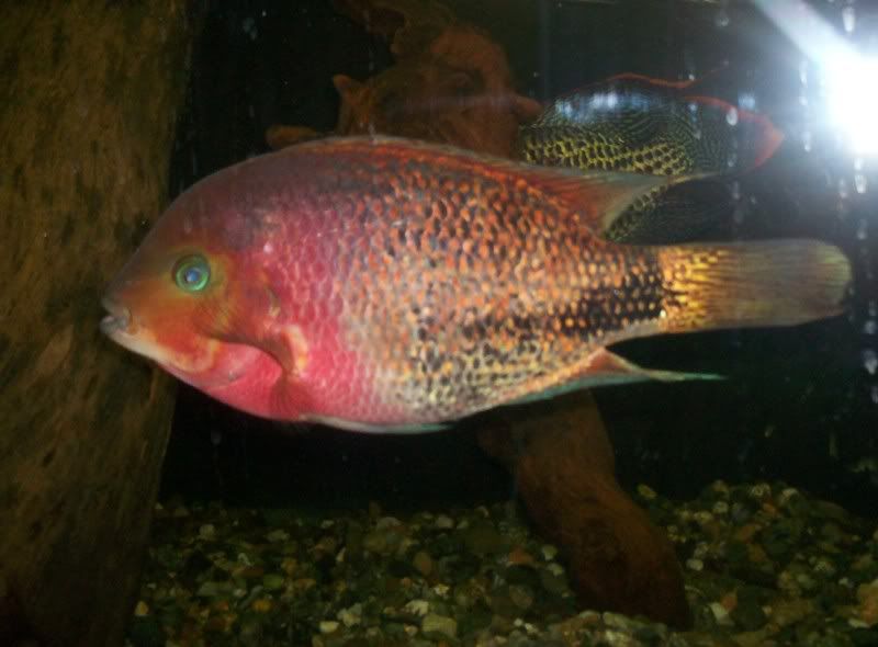 092308Fish016.jpg