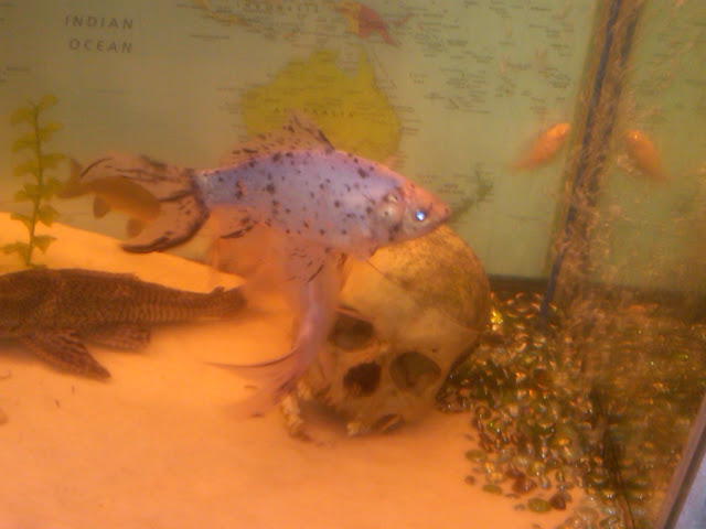 goldfish3.jpg
