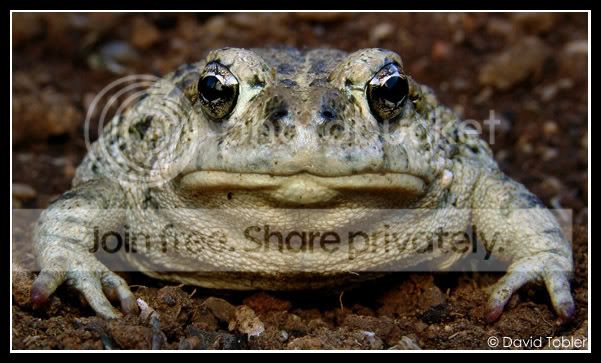 calitoadface1108.jpg