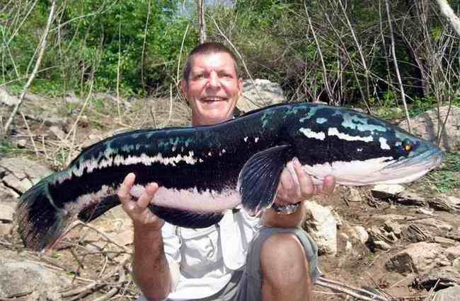 freshwater-giant-snakehead1.jpg
