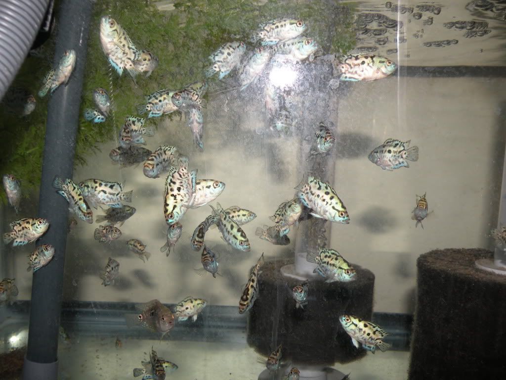 DSCN0825.jpg