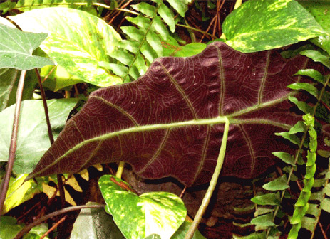 aloc%20amazonica%20underside.jpg