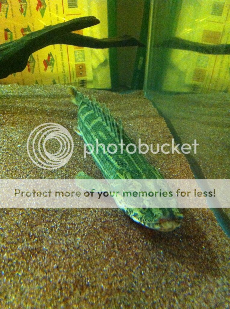 Bichirs, Sun Catfish, Nano Tank, Eheim Canister SoCal Pickup