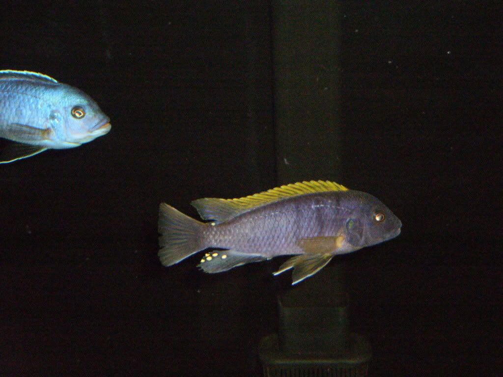 Fish062.jpg