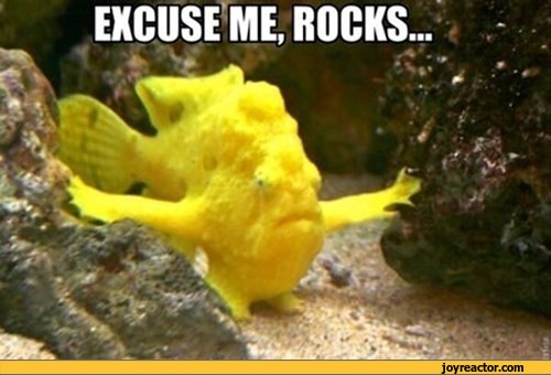 rock-fish-excuse-me-820050.jpeg