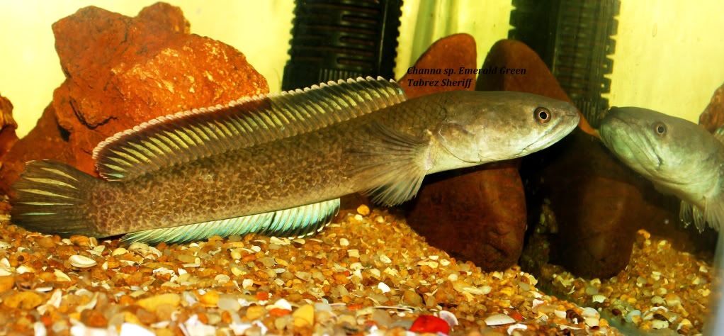 CEmeraldGreen-Copy.jpg