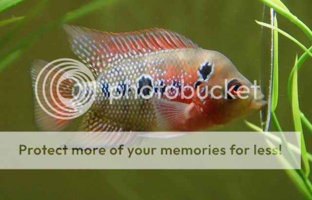 2011-12-20rdflowerhorn_zps2b6165d4.jpg