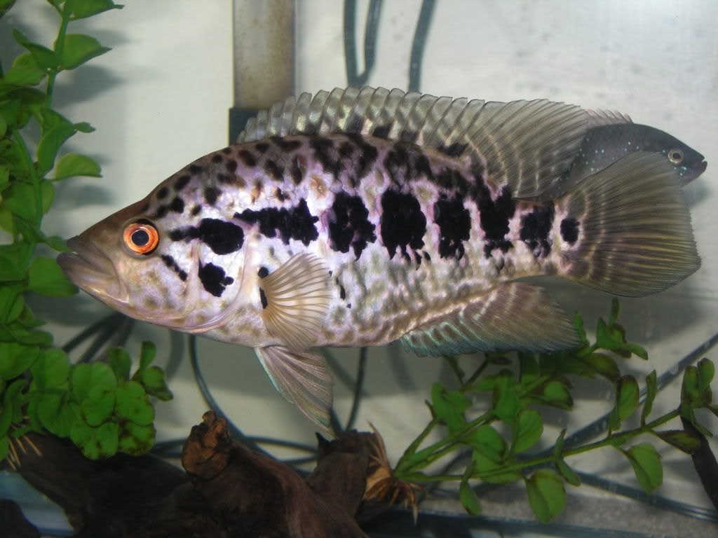 DSCN5370.jpg