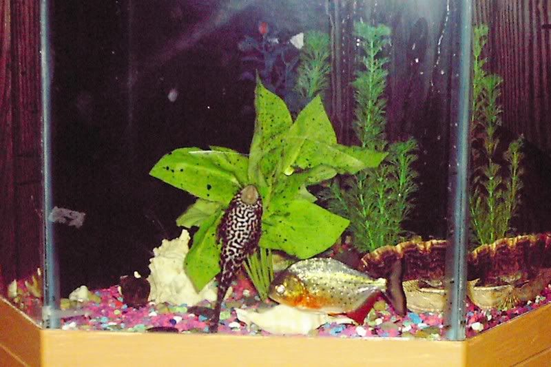 Piranha.jpg