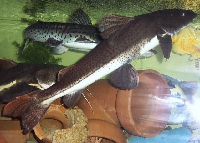 Hemisorubimplatyrhynchus9.jpg