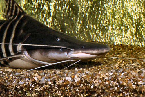 brachyplatystoma_tigrinum3.jpg