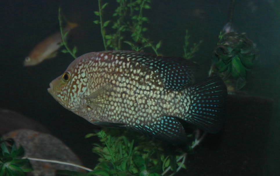 DSC_5087.jpg